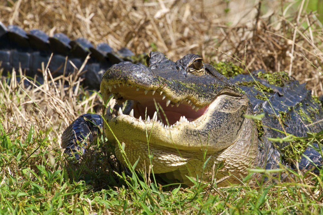 Image Credit: iStock/FloridaGator